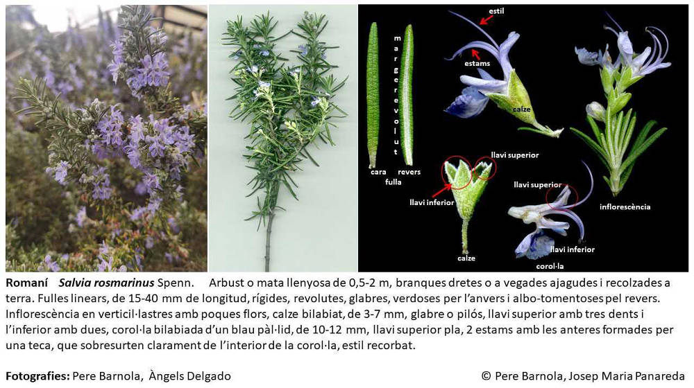 Presentació del portal Espaiflora.cat