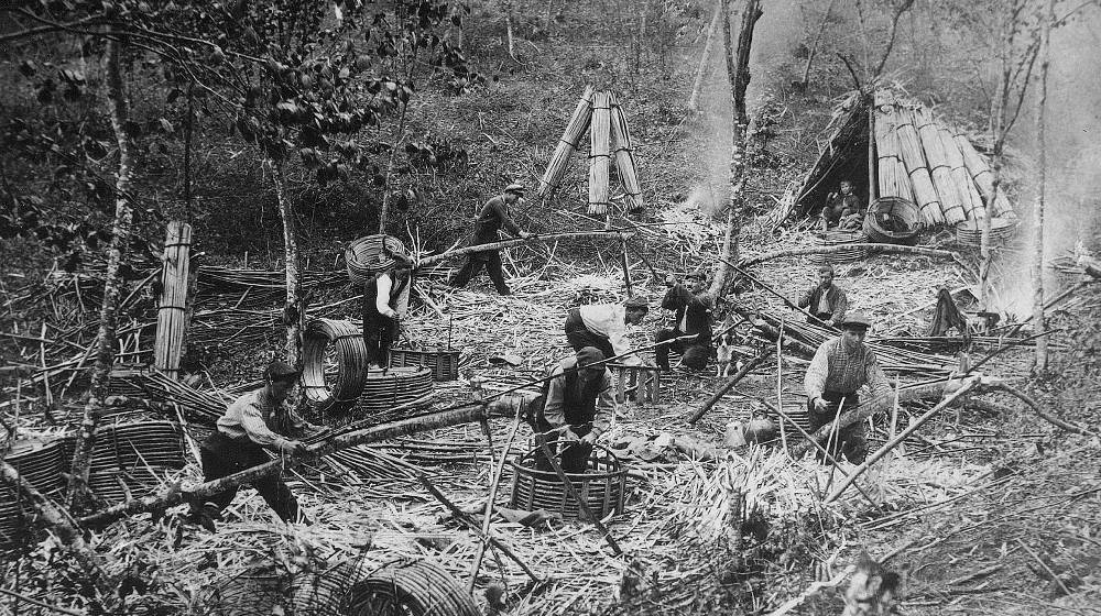 Inauguració de l'exposició "El bosc a La Selva"