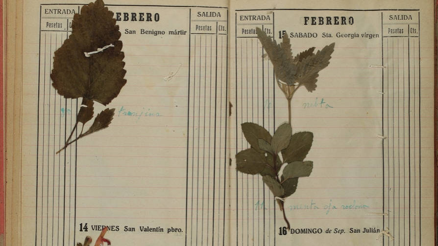 Els herbaris com a testimonis del temps i la natura 