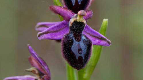 Xerrada “Les orquídies silvestres de casa nostra: tresors amagats”